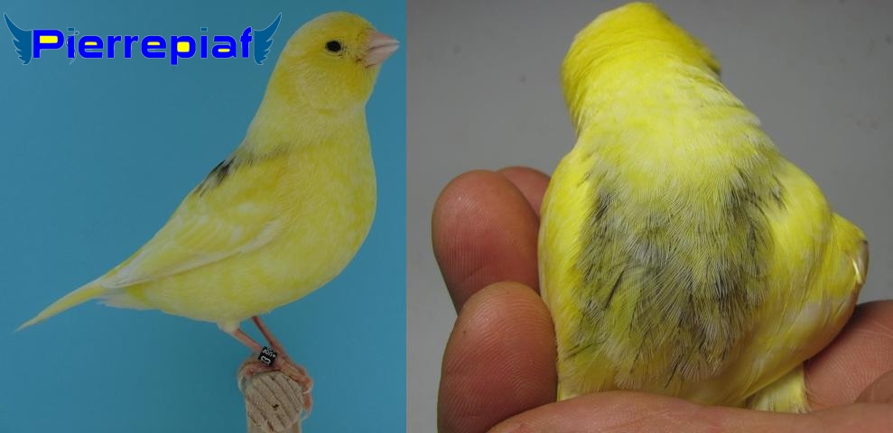 Femelle Jaune schimmel tachée sur le dos box